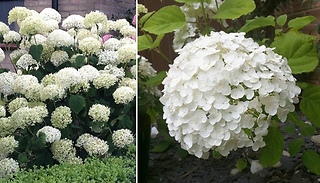 Tree Hydrangea 'Incrediball' Plant