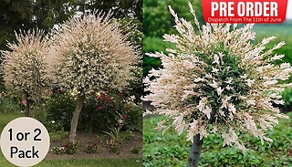 PRE-SALE: 3L Flamingo Willow Salix Trees! - 1 or 2 Pack