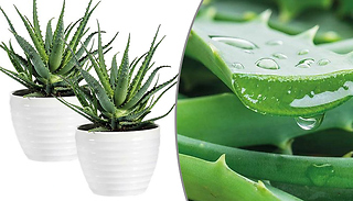 2 or 3 Aloe Vera Potted House Plants