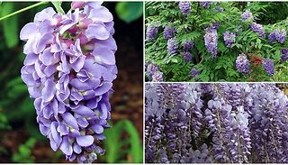 Wisteria Amethyst Falls