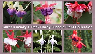 Garden Ready! 6 Pack Hardy Fuchsia Plant Collection