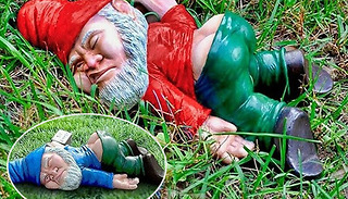 Passed Out Drunk Mini Garden Gnome - 2 Colours & 2 Sizes