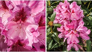 Rhododendron Cosmopolitan
