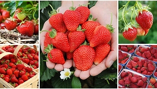 Cambridge Favourite Strawberry Plant - 10 or 20 Runners