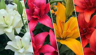 Summer Lily Pollen-Free Plant Collection - 10 Bulbs