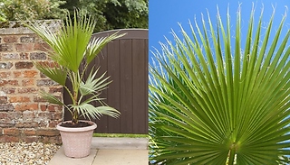 Cotton Palm Washingtonia Robusta