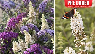 PRE-SALE: Tricolour Buddleia Butterfly Bush