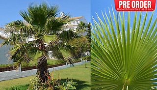 PRE-SALE: Washingtonia Robusta 'Cotton Palm' - 2 Sizes!