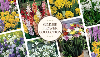 The Complete Summer Flower Collection - 300 Bulbs!