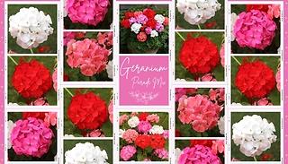 Geranium 'Parade Mix' - 10, 20 or 30 Garden Ready Plants!