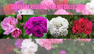 Geranium Rosebud Trailing Collection