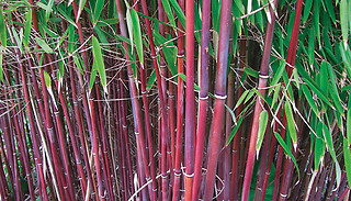 Red Hardy Umbrella Bamboo 9cm Plants - 1 or 2