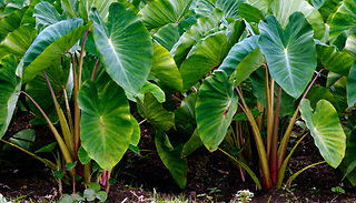 Colocasia 'Pink China' Elephant Ears Plant