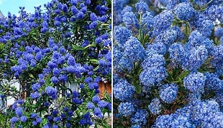 1, 2 or 3-Pack Californian Lilac Shrub - Garden Ready!