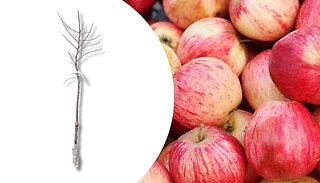 Pink Delicious Apple Tree - Bare Root