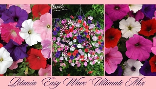 Petunia 'Easy Wave' Ultimate Mix - 10, 20 or 30 Garden Ready Plants!