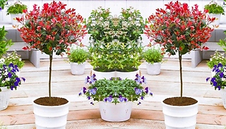 3L Garden Ready Standard Photinia 'Red Robin' Trees!