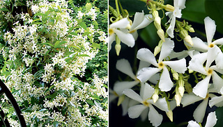 1 or 2 Star Jasmine Hardy Shrub 9cm Plants