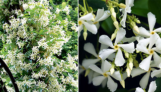 1 or 2 Star Jasmine Hardy Shrub 9cm Plant