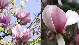 Magnolia Soulangeana Plant