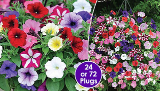 Petunia 'Easy Wave Ultimate Mixed' Plants - 24 or 72 Plants