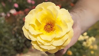 Arthur Bell Rose Plant - Climbing or Standard!