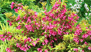 Weigela 'Magic Carpet' 9cm Plant - 1 or 2