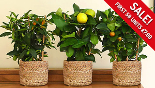 1, 2 or 3 Citrus Tree Collection - Lemon, Lime & Orange!