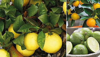 Lemon, Lime & Orange Tree Plant Collection - 1, 2 or 3 Plants