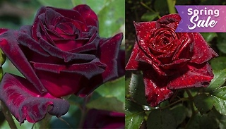 Rose 'Black Baccara' Plant