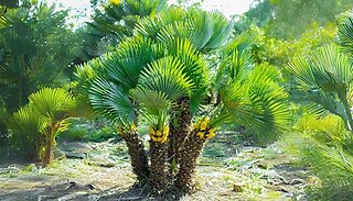 Chamaerops Humilis Fan Palm - 14cm Pot or 20cm Pot