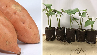 5x 'Orleans' Sweet Potato Plants