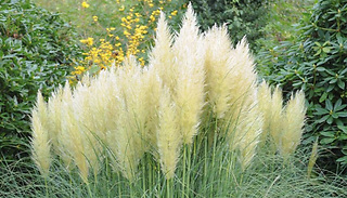 1 or 2 Cortaderia selloana White Pampas Grass