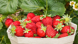 Strawberry Hapil Belgium-Bred Bare Root Plant