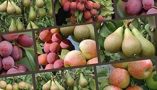 Mini Orchard Fruit Tree Collection - Apple, Pear & Plum!