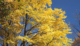 9cm Potted Katsura Tree - 1, 2 or 3-Pack