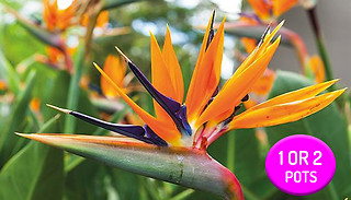 1 or 2 Strelitzia 'Bird Of Paradise' Potted Plants - Optional Charcoal ...