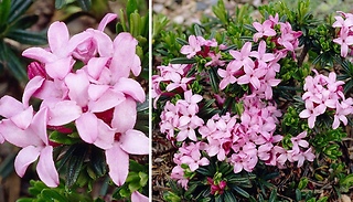 Daphne 'Pink Fragrance' Plant