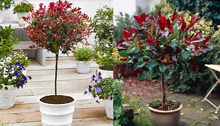 Standard Photinia 'Red Robin' Trees