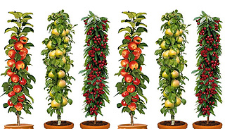 3 or 6 Pillar Fruit Trees - Apple, Cherry and Pear