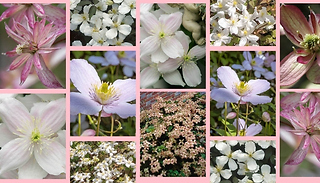 Clematis Montana Collection