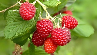 1m Raspberry Long Canes
