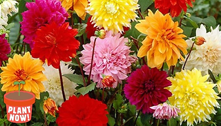5 Pack Dahlia 'Dinner Plates' Mix