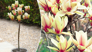 Pre-Sale: Magnolia 'Sunrise' Patio Plant - 1, 2 or 3 Plants