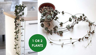 String of Hearts 10cm Hanging Pot - 1 or 2 Plants