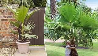 Washingtonia Robusta "Cotton Palm" Plant In A 14cm pot