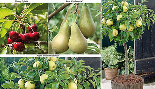 3 x Plant Mini Orchard Fruit Collection - Cherry, Apple & Pear Trees!