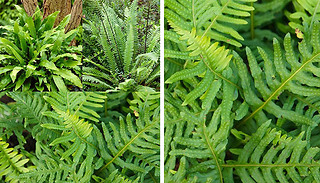 Evergreen Hardy Fern Collection - 3 Plants