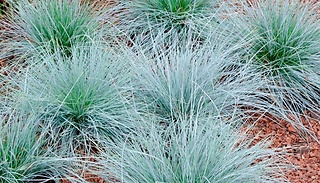 Garden Ready Festuca Glauca Blue Grass - 1 or 3 Pack!