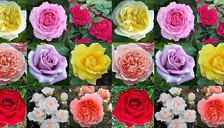 5-Pack Assorted Garden Rose Bush Collection